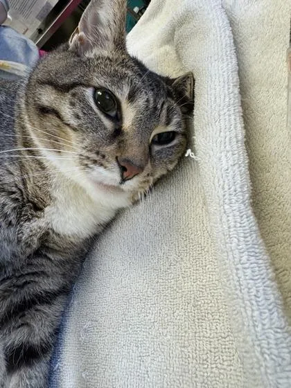 An adult small-sized female Domestic Short Hair cat named Muffy for adoption in Seattle, WA