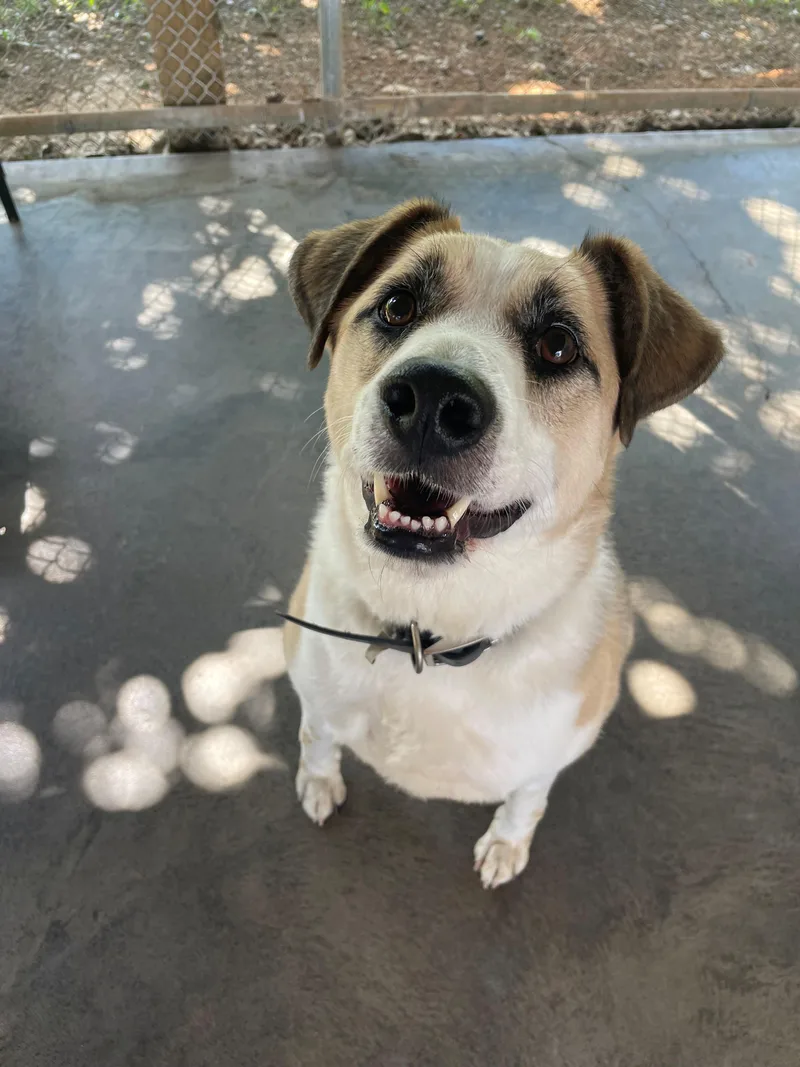A young large-sized male Tricolor (Brown, Black, & White) Beagle dog named Hunter for adoption in Edinburg, VA
