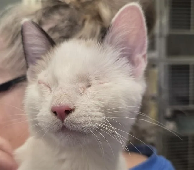 A baby small-sized female Siamese cat named Sugar for adoption in Tucson, AZ