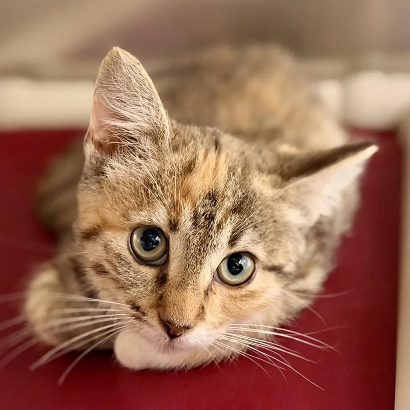 A baby medium-sized female Tabby (Tiger Striped) Domestic Short Hair cat named Vicky for adoption in Manahawkin, NJ