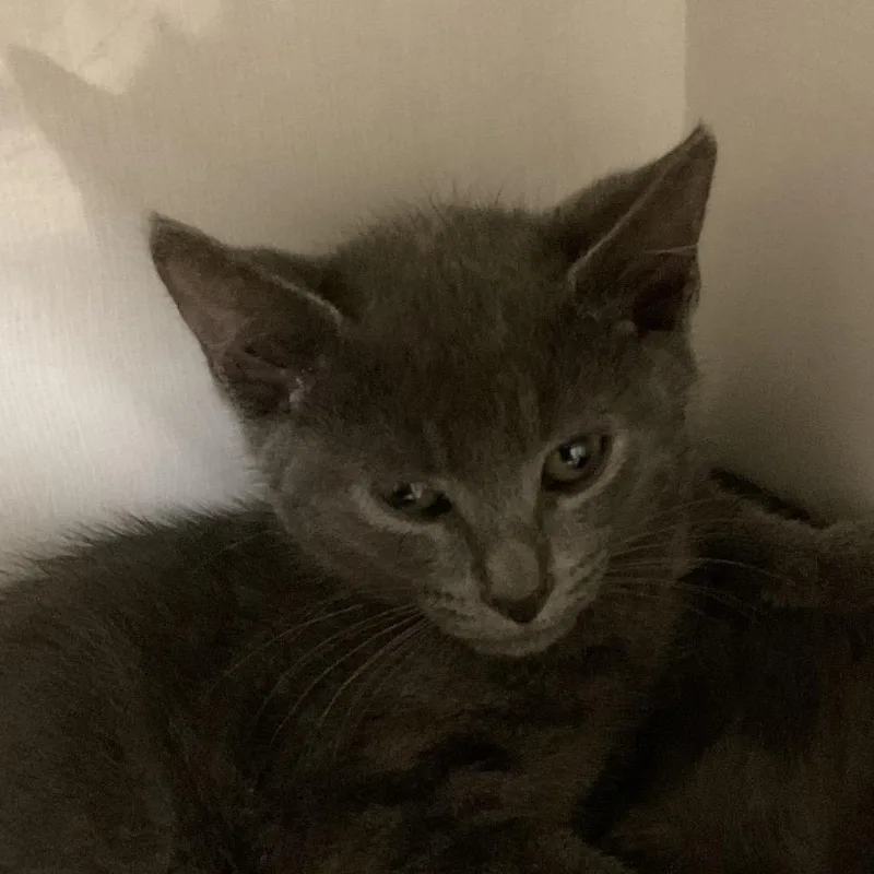 A baby small-sized female Gray / Blue / Silver Domestic Short Hair cat named Grace for adoption in Redwood City, CA