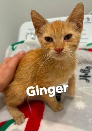 Ginger thumbnail 6