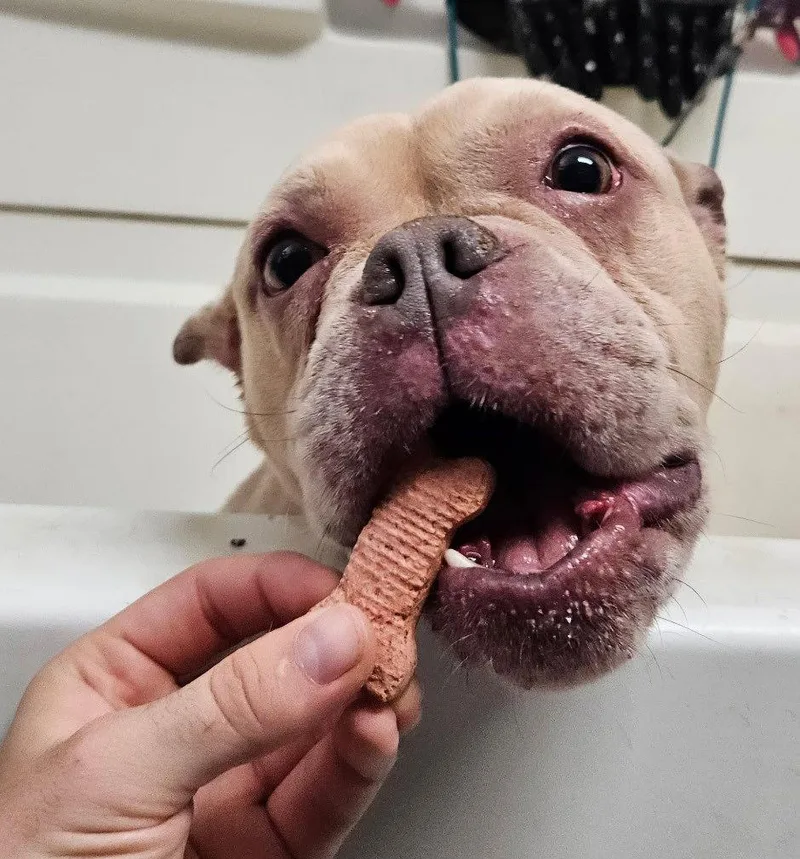 A young small-sized female American Bulldog dog named Spud for adoption in Raleigh, NC