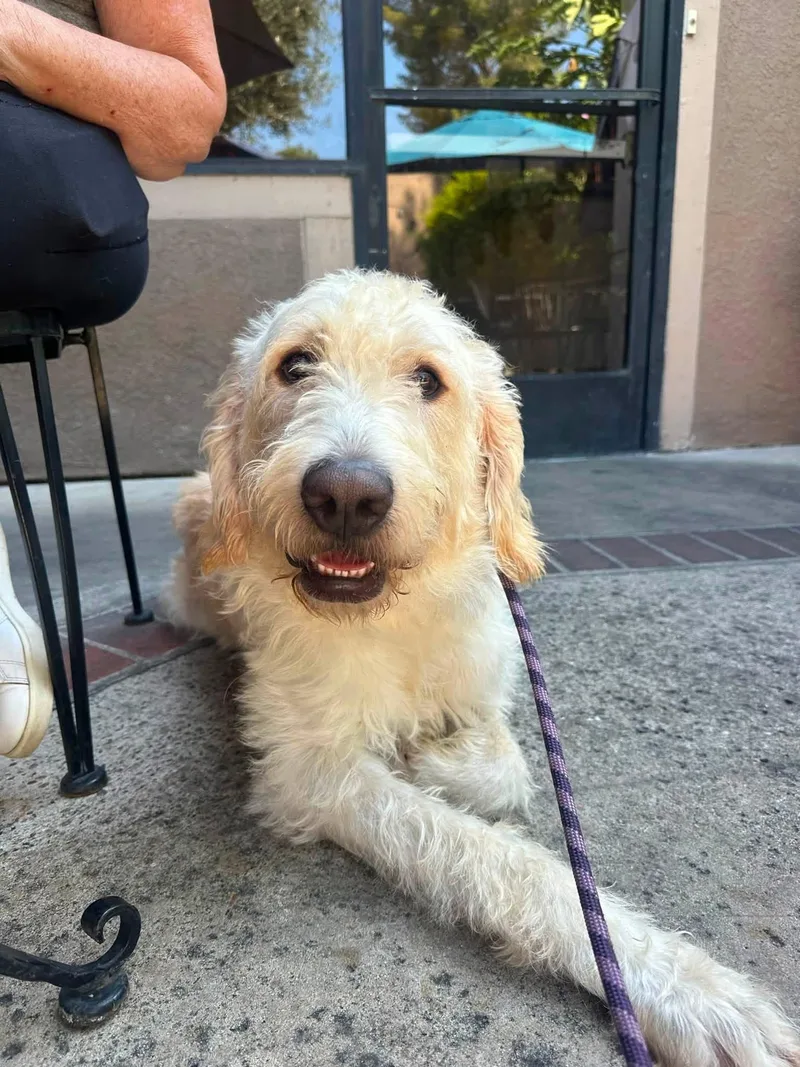 An adult large-sized male Labrador Retriever dog named Rudy for adoption in San Diego, CA