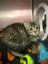 A young medium-sized male Tabby (Brown / Chocolate) Domestic Short Hair cat named Mason for adoption in Manitowoc, WI