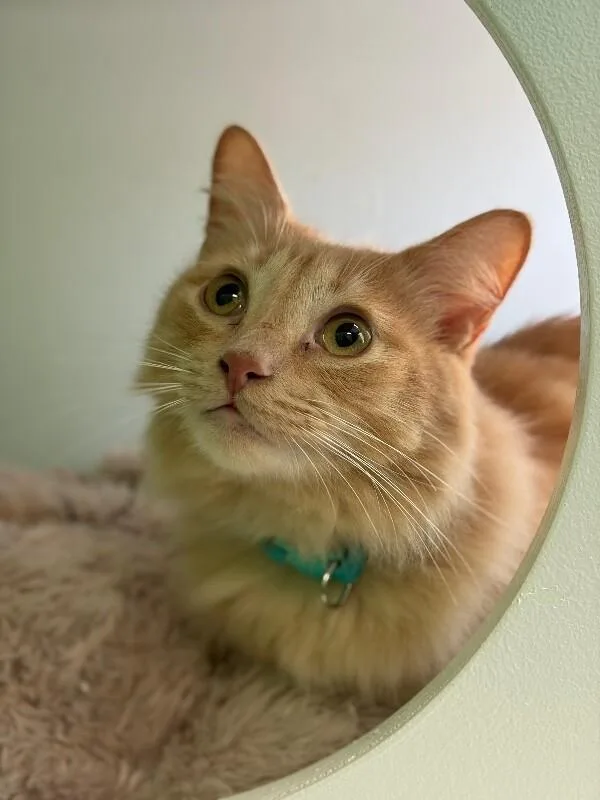 An adult medium-sized male Domestic Medium Hair cat named Scooter for adoption in Marietta, GA
