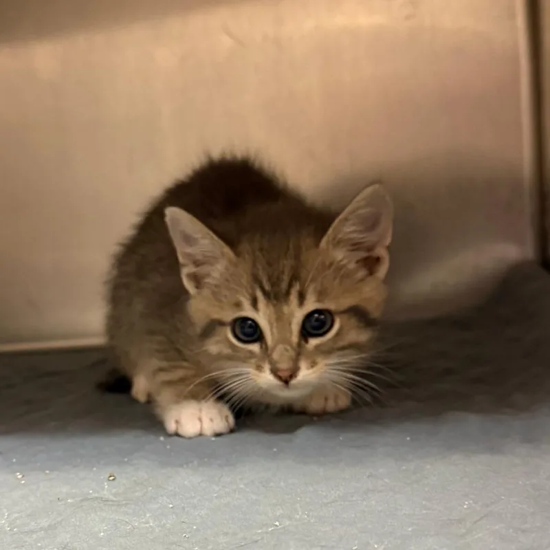 A baby small-sized male Gray / Blue / Silver Domestic Short Hair cat named George C for adoption in Elbow Lake, MN