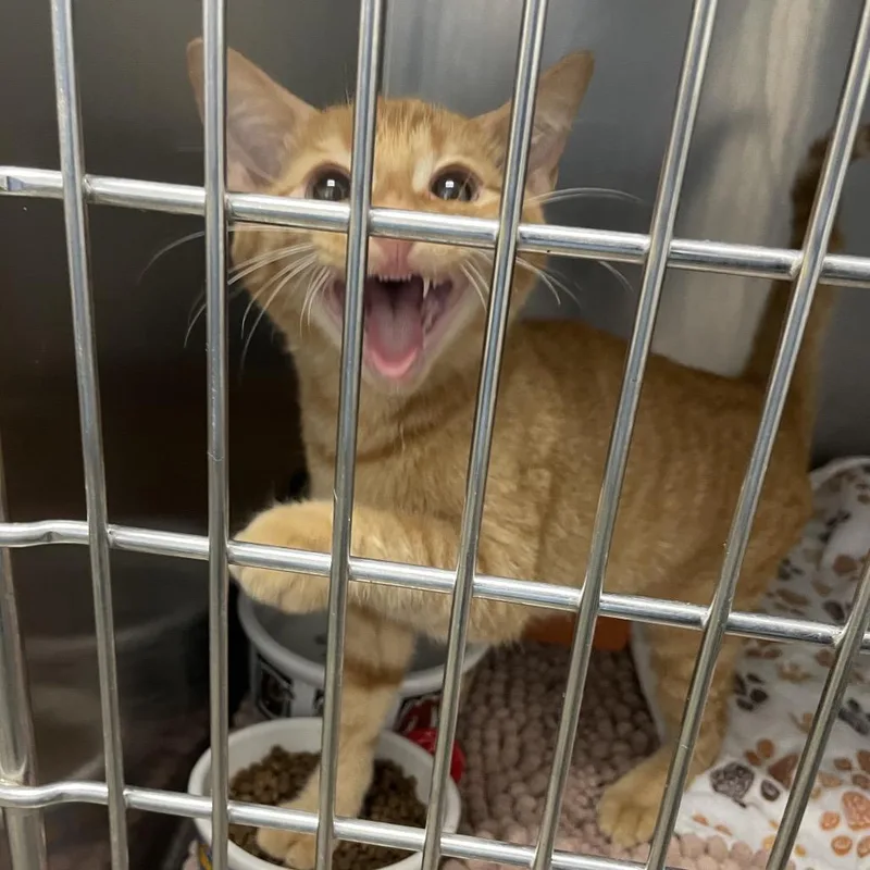 A young medium-sized male Orange / Red Domestic Short Hair cat named Bob for adoption in Dickinson, TX