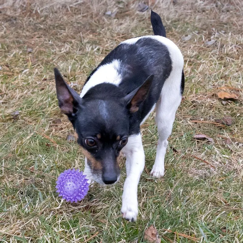 An adult small-sized female Chihuahua dog named Freckles for adoption in Erie, PA