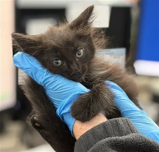 A baby medium-sized male Domestic Medium Hair cat named Nugget for adoption in Dallas, TX