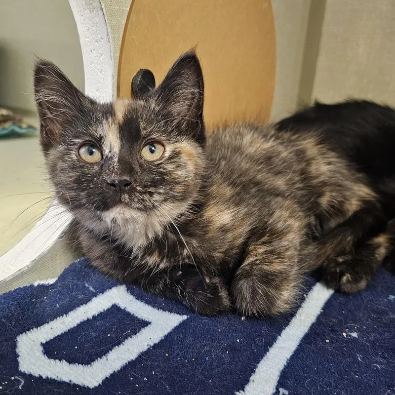 A baby small-sized female Tortoiseshell Domestic Short Hair cat named Tess for adoption in Monroe, MI