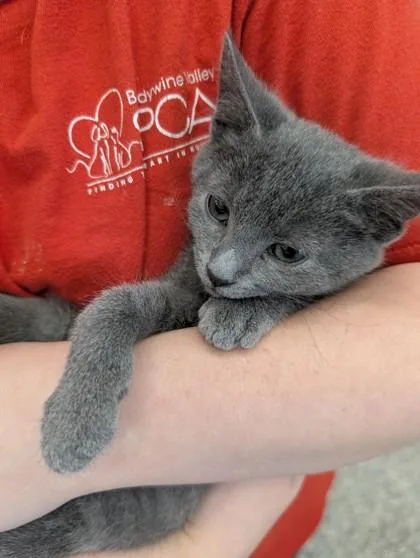 A baby small-sized female Domestic Short Hair cat named Sunni for adoption in West Chester, PA