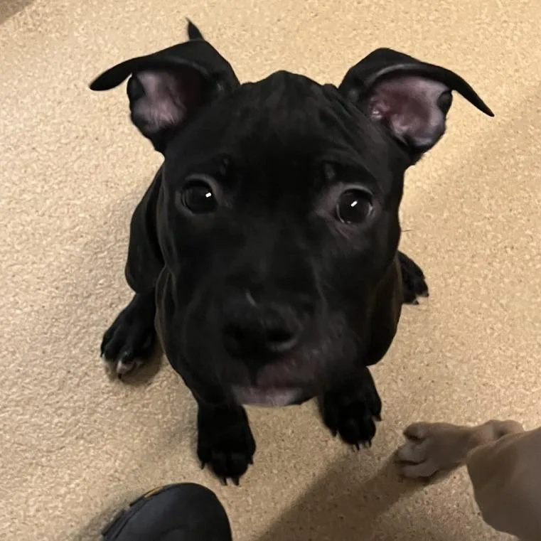 A baby medium-sized female Black Mixed Breed dog named Luna for adoption in Fairport, NY