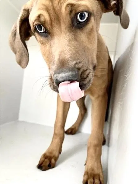 A young medium-sized male Rhodesian Ridgeback dog named A for adoption in Houston, TX