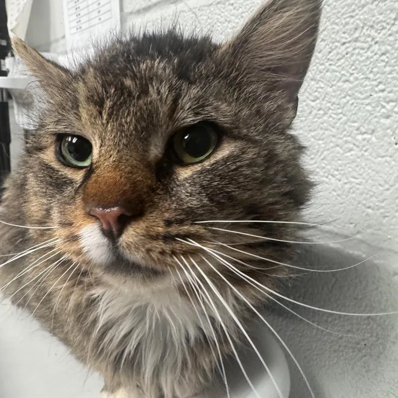 An adult large-sized male Brown / Chocolate Domestic Long Hair cat named Doug for adoption in Birdsboro, PA