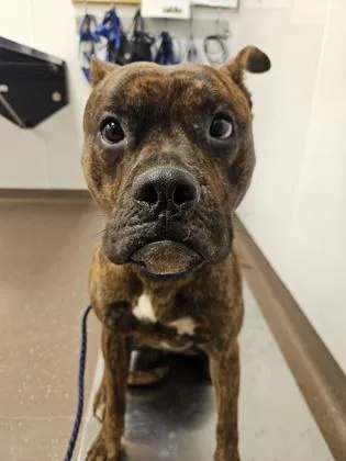 An adult large-sized male Pit Bull Terrier dog named Swordfish for adoption in South Bend, IN