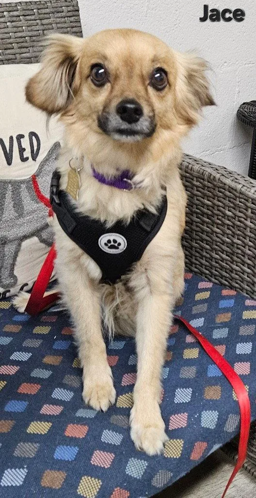 An adult small-sized male Tibetan Spaniel dog named Jace for adoption in Ellijay, GA