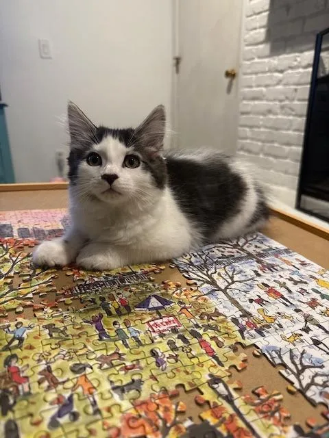 A baby medium-sized female Domestic Short Hair cat named Nut for adoption in Minneapolis, MN