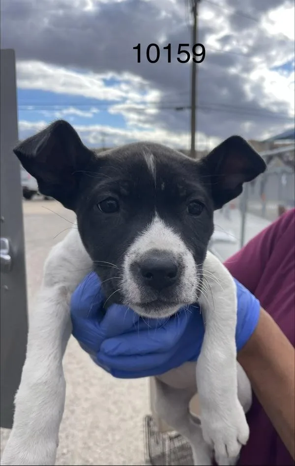 A baby medium-sized female Pit Bull Terrier dog named Tootsie for adoption in Victorville, CA