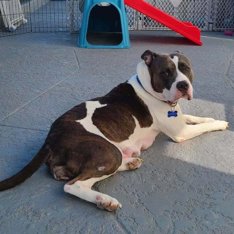 An adult medium-sized female Gray / Blue / Silver Mixed Breed dog named Cecilia for adoption in Seminole, FL