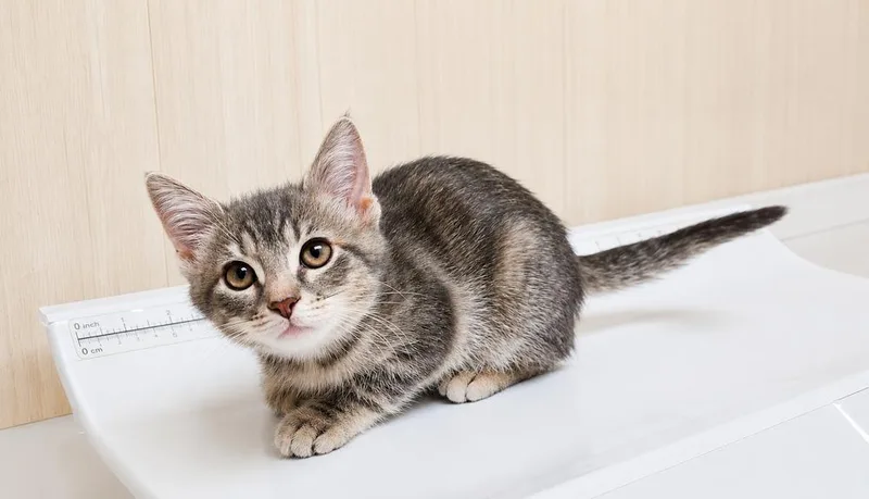 A baby small-sized female Gray / Blue / Silver Domestic Short Hair cat named Oatmeal for adoption in Homer Glen, IL