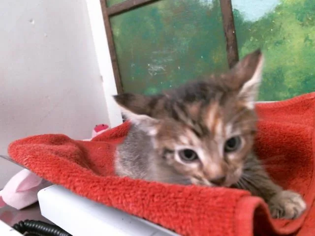 A baby small-sized female Domestic Short Hair cat named Baisl for adoption in Houston, TX