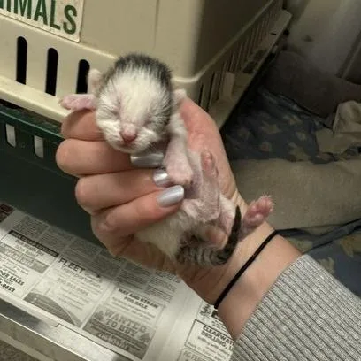 A baby small-sized female Brown / Chocolate Domestic Short Hair cat named Cleffa for adoption in Novelty, OH