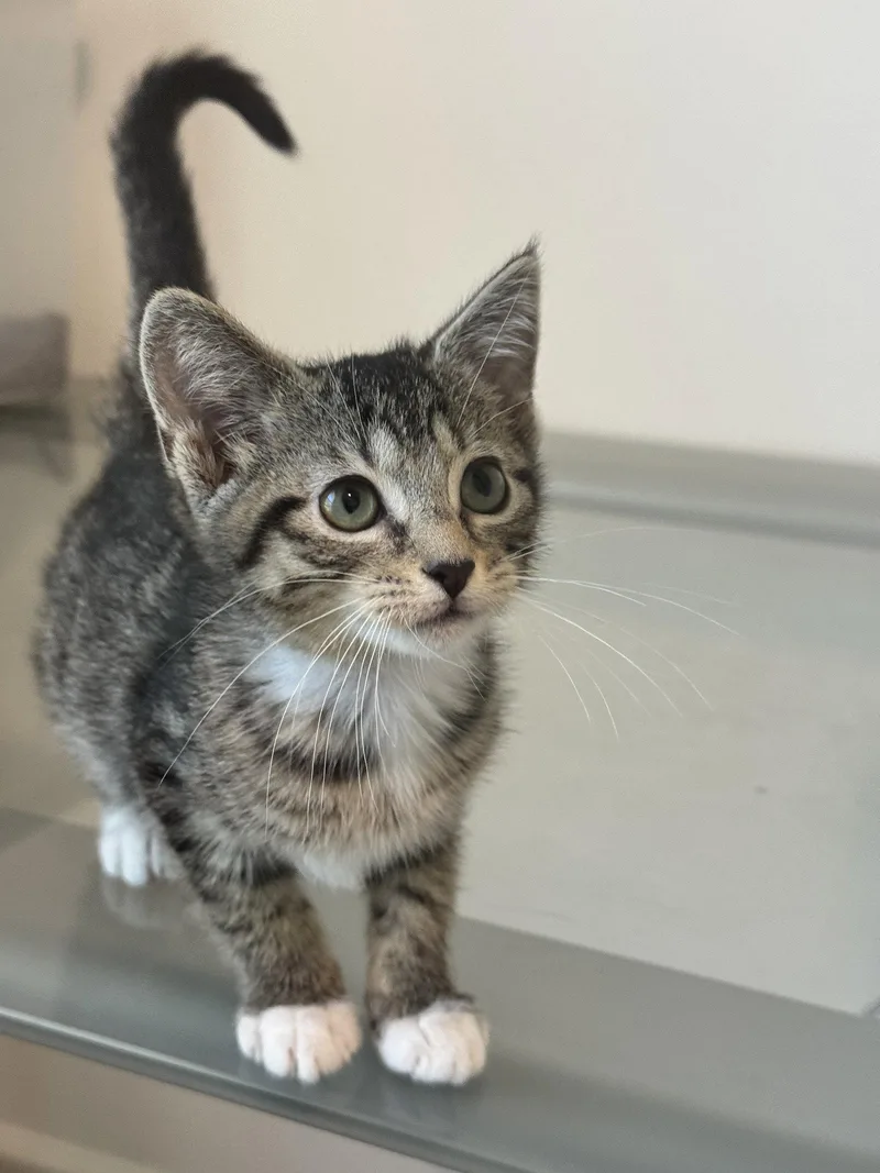 A baby medium-sized female Tabby cat named Sesame for adoption in Georgetown, KY