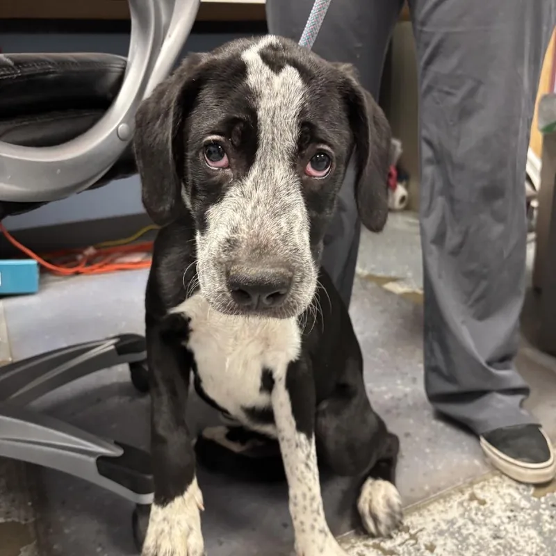 A young medium-sized female Black Mixed Breed dog named Tornado for adoption in St Joseph, MO