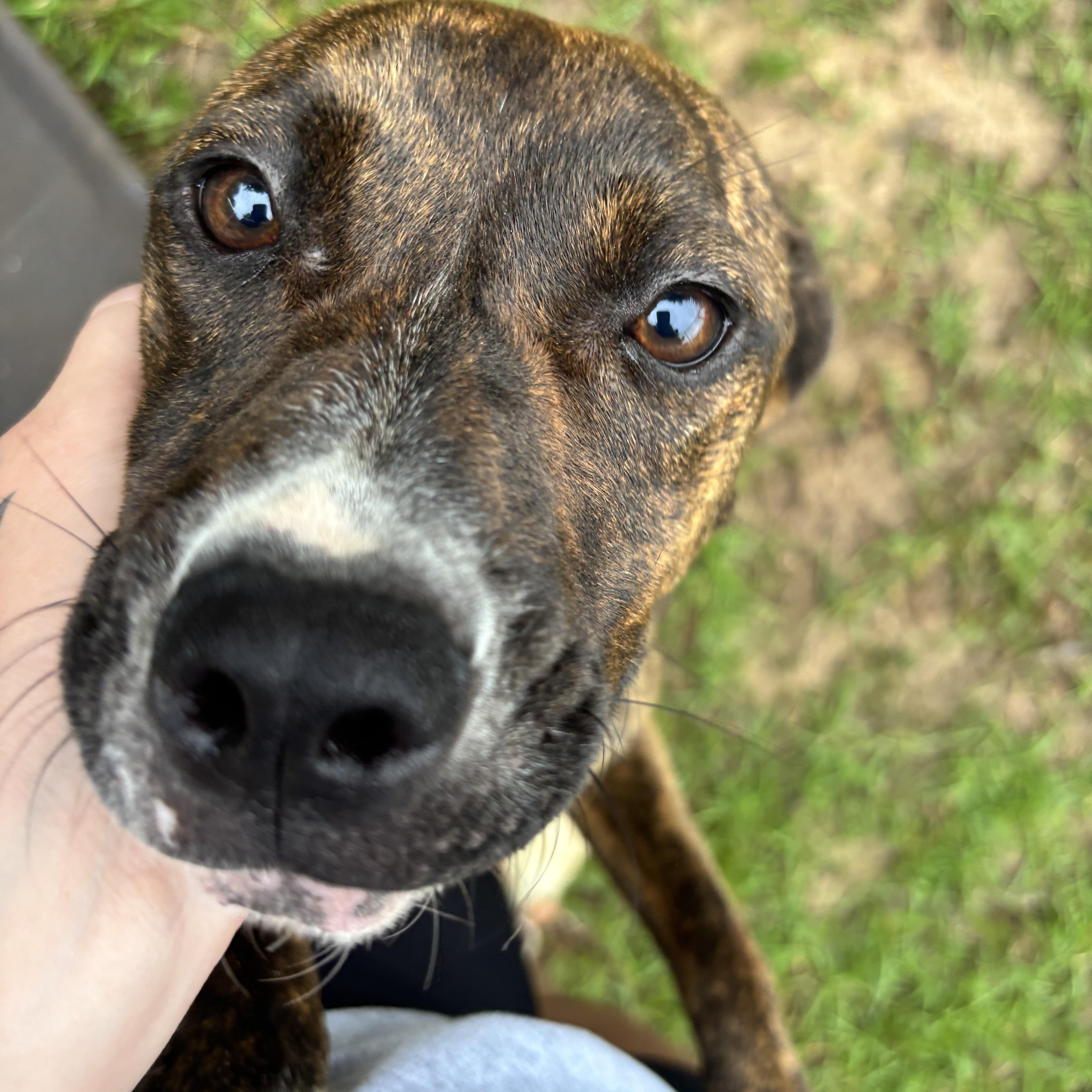 A young medium-sized female Brindle Mixed Breed dog named Nala for adoption in Ruston, LA