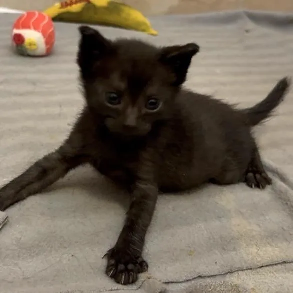 A baby small-sized female Black Domestic Short Hair cat named Teeter for adoption in Lutz, FL
