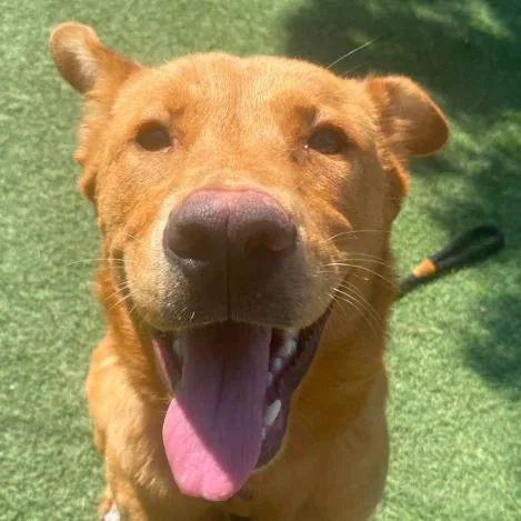 A young medium-sized female Golden Sheep Dog dog named Shay for adoption in Fort Collins, CO