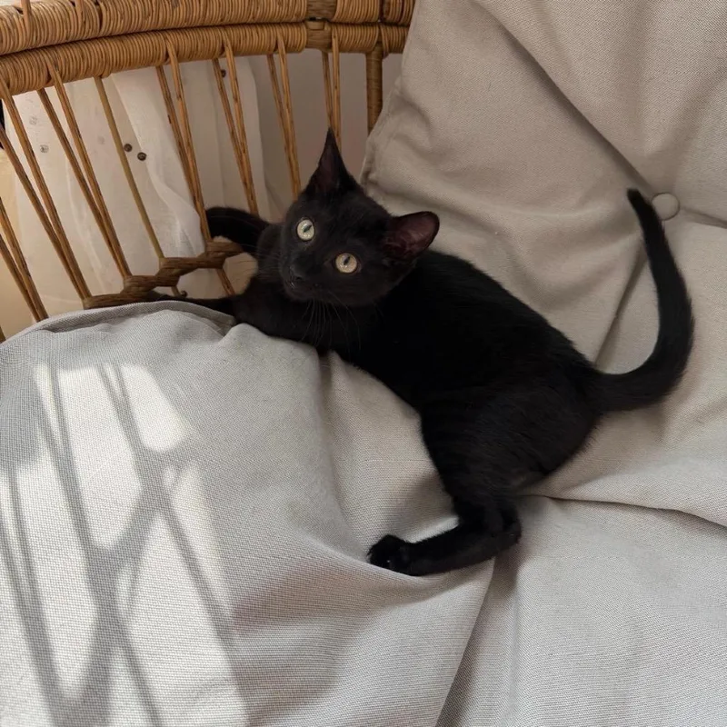 A baby small-sized female Black Domestic Short Hair cat named Milana for adoption in Middle Village, NY