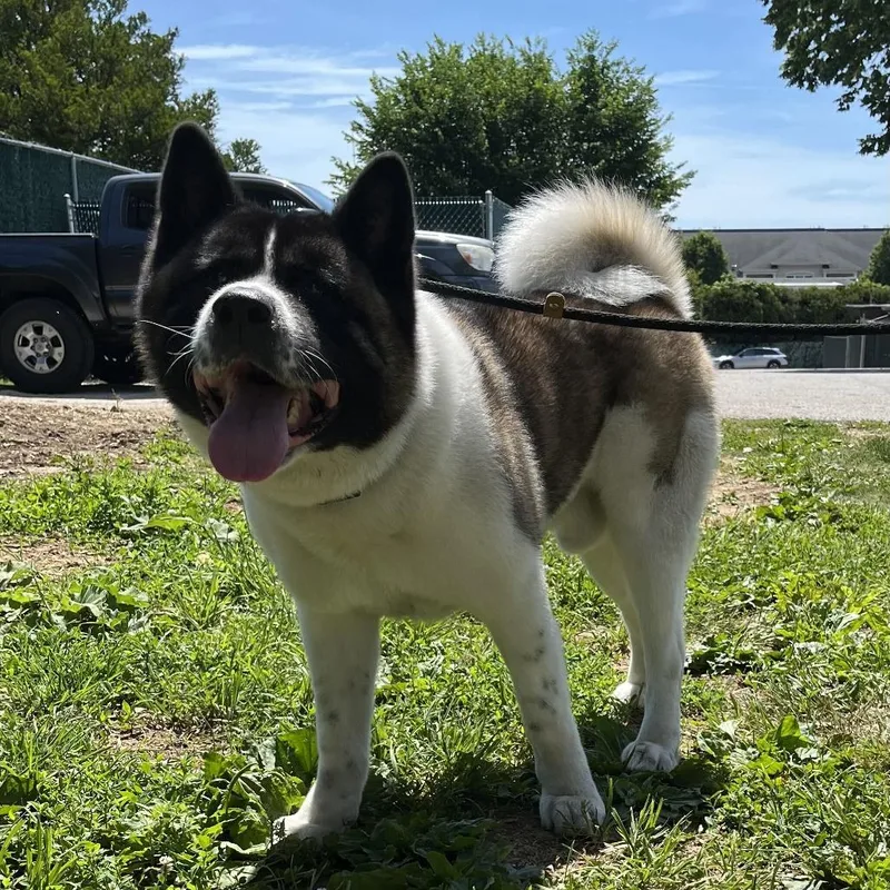 An adult large-sized male Black Akita dog named Tank for adoption in Perkiomenville, PA