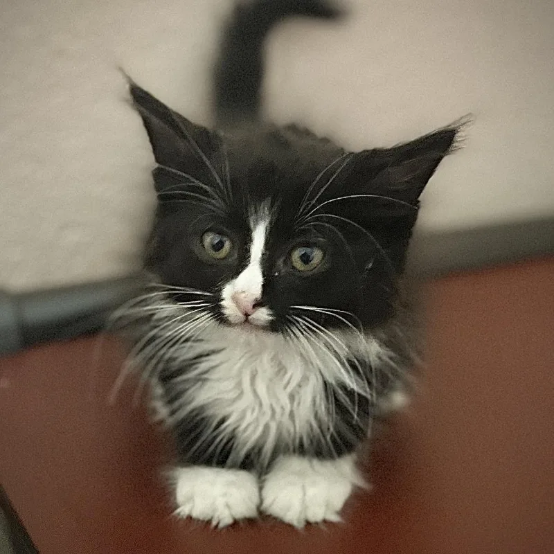 A baby small-sized male Black Domestic Medium Hair cat named Finn for adoption in Owosso, MI
