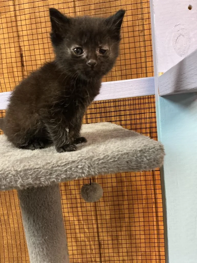 A baby small-sized male Abyssinian cat named Inky for adoption in Dyersburg, TN