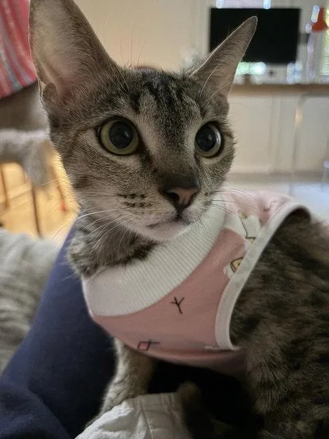 A young medium-sized female Domestic Short Hair cat named Harbor for adoption in Los Angeles, CA