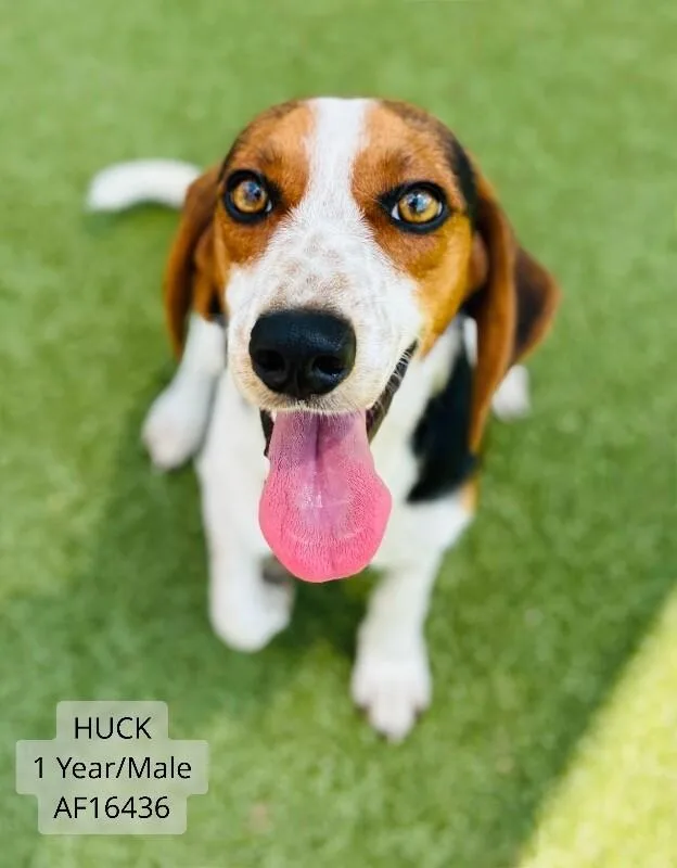 Huck