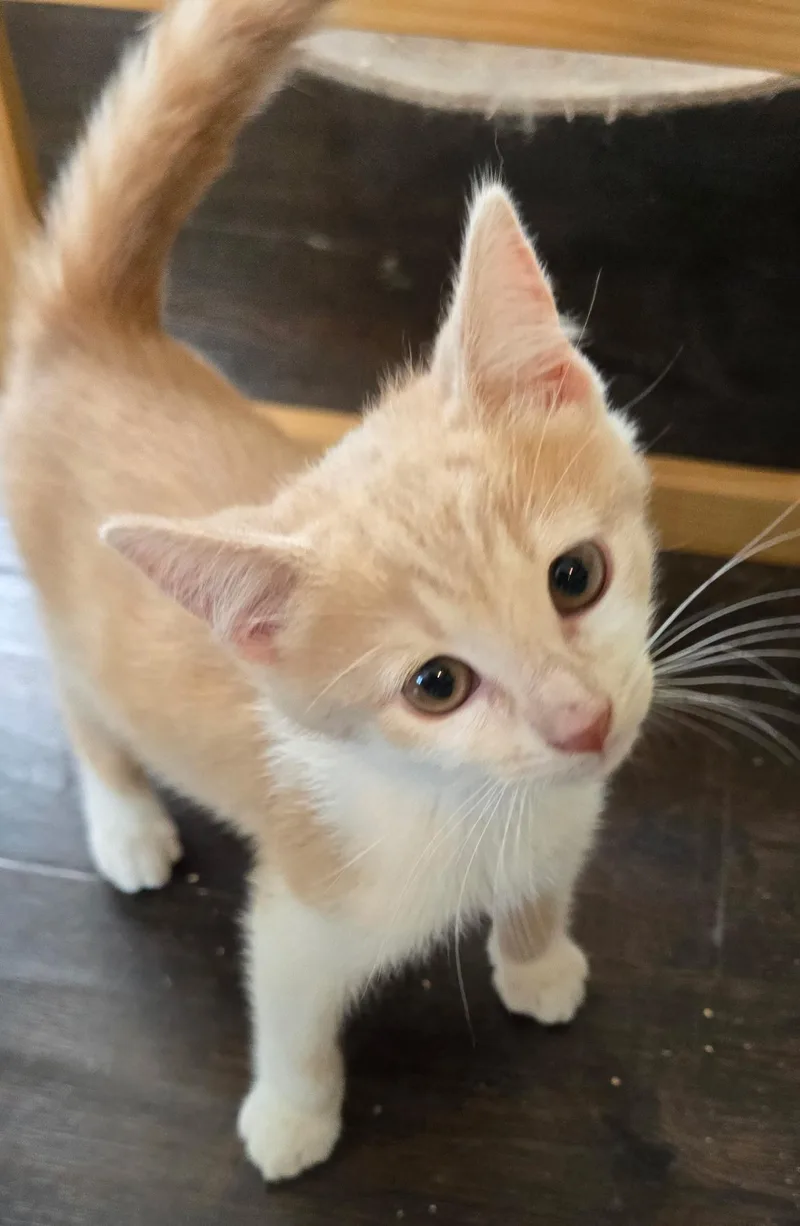 A baby medium-sized male Orange & White Domestic Short Hair cat named Aspen for adoption in Valhalla, NY