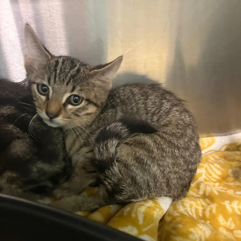 A baby small-sized male Brown / Chocolate Domestic Short Hair cat named Pepsi for adoption in Lake Jackson, TX