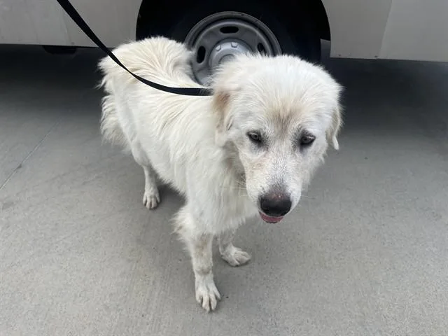 A young large-sized female Great Pyrenees dog named Lacy for adoption in Garland, TX