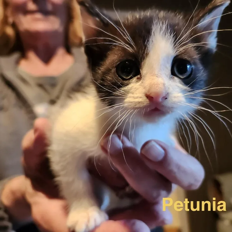 Petunia