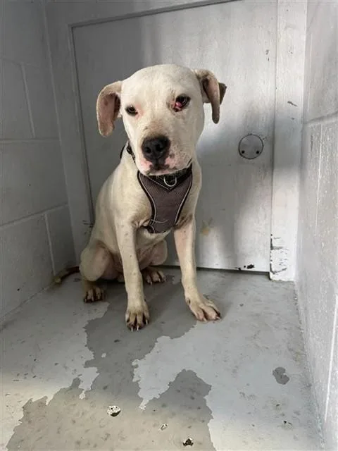 A young small-sized male Pit Bull Terrier dog named Casper for adoption in Sacramento, CA