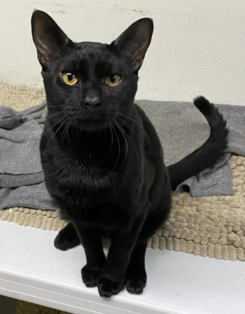 An adult large-sized male Black Domestic Short Hair cat named Ramses for adoption in Los Angeles, CA