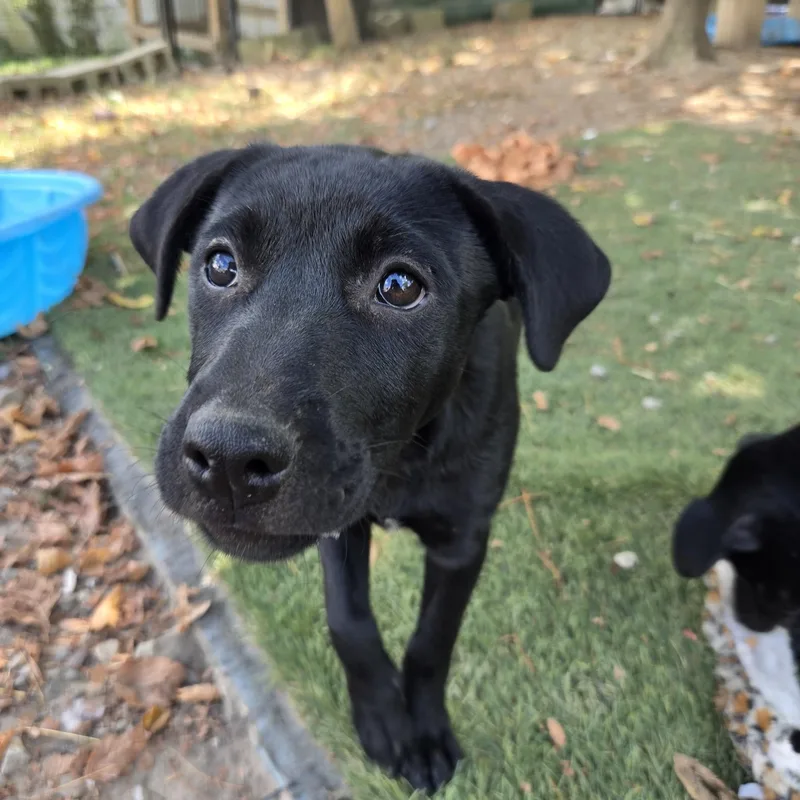 A baby medium-sized female Australian Cattle Dog / Blue Heeler dog named Shyla Success for adoption in Andover, MA