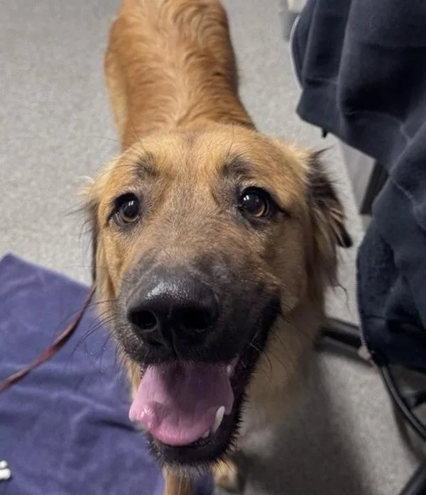 An adult large-sized male German Shepherd Dog dog named Whiskey for adoption in Escondido, CA