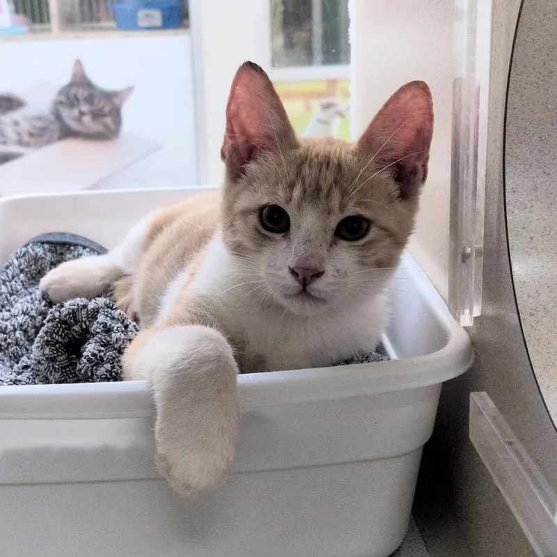 A baby small-sized male Orange / Red Domestic Short Hair cat named Chad for adoption in Reno, NV