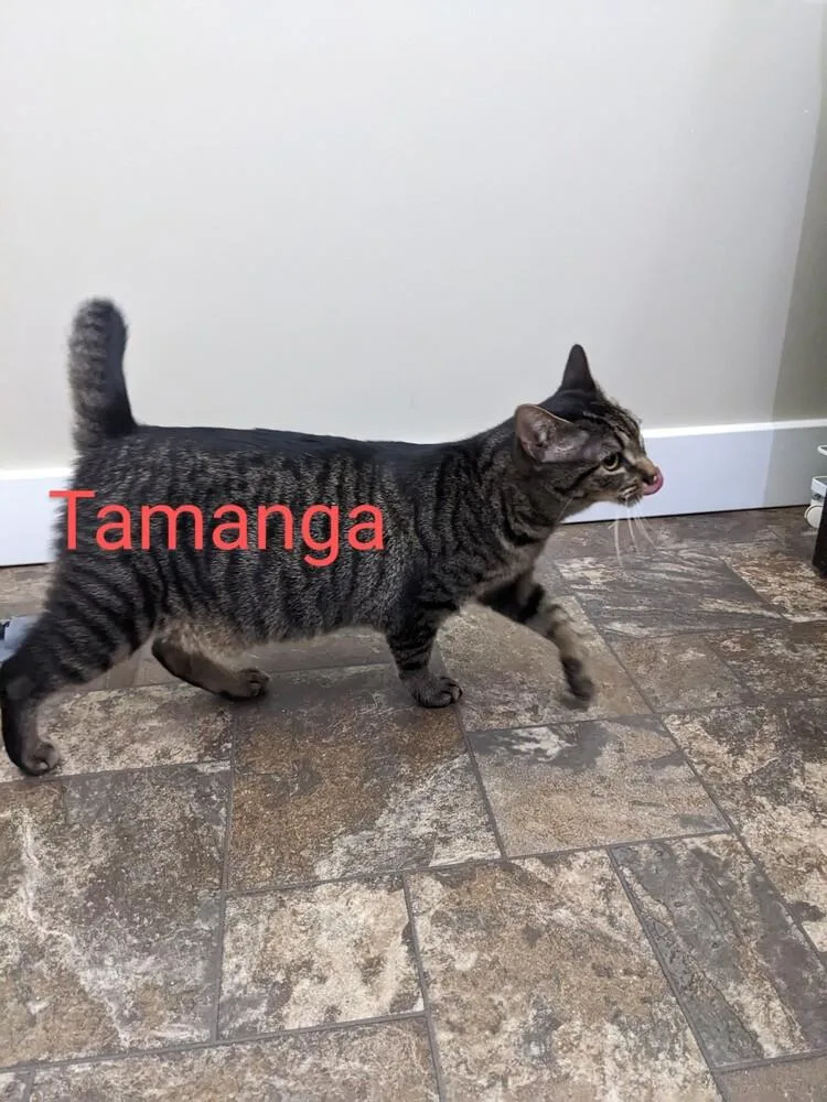 Tamanga thumbnail 5