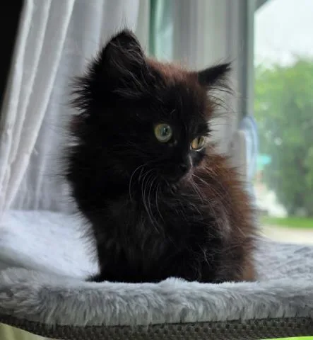 A baby small-sized male Domestic Short Hair cat named Bug for adoption in Decatur, IL