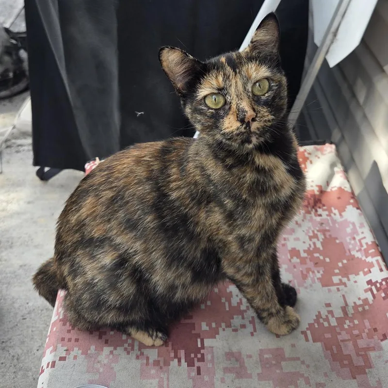 An adult small-sized female Domestic Short Hair cat named Homan Mom for adoption in Columbia, MO